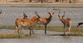 Red_Lechwe_in_the_Okavango